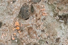 Ostropomycetidae