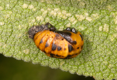 Coccinella septempunctata