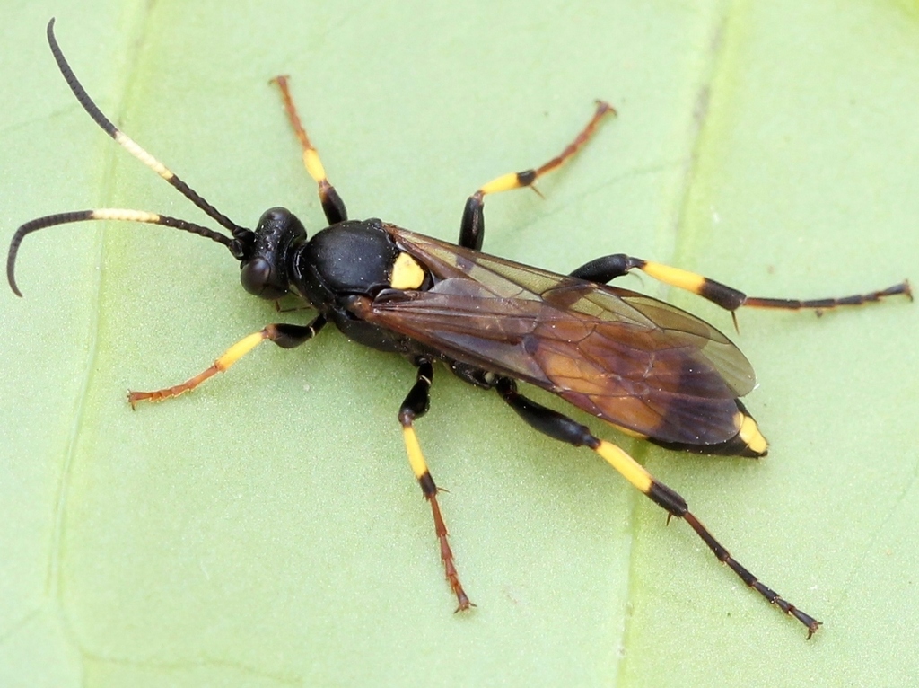 Geelgevlekte schorssluiper, photo 1 of 10