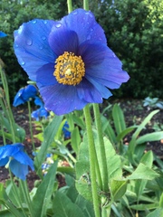 Meconopsis betonicifolia