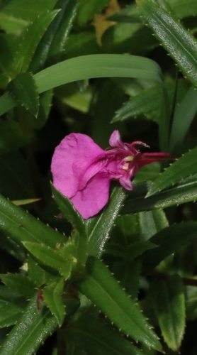Image of Impatiens chinensis by no rights reserved