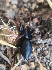 Trachyzelotes pedestris