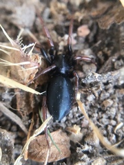 Trachyzelotes pedestris