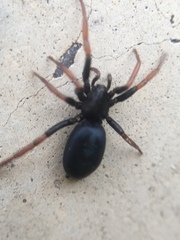 Trachyzelotes pedestris