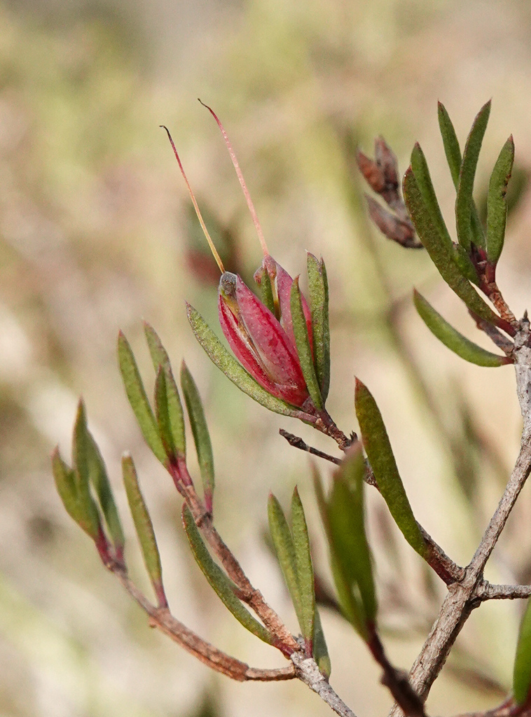 Darwinia biflora