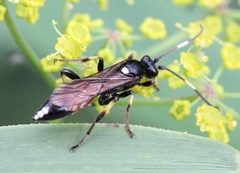 Ichneumon suspiciosus