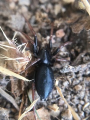 Trachyzelotes pedestris