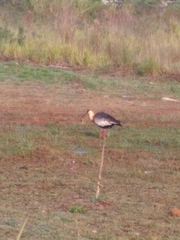 Theristicus caudatus