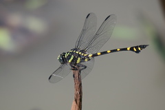 Ictinogomphus decoratus