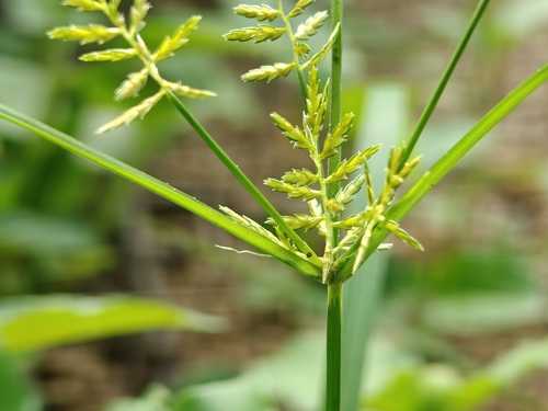 Cyperus amuricus iNat (3)