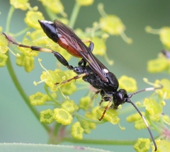 Ichneumon suspiciosus
