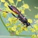 Ichneumon suspiciosus - Photo (c) Marie Lou Legrand, some rights reserved (CC BY-NC), uploaded by Marie Lou Legrand
