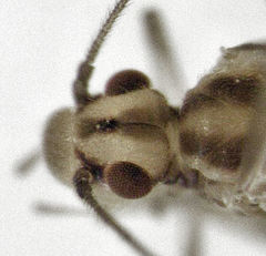 Caeciliusidae