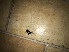 Pentodon bidens punctatus