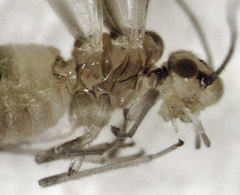 Caeciliusidae