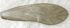Caeciliusidae