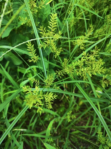 Cyperus amuricus iNat (2)