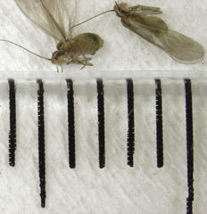 Caeciliusidae