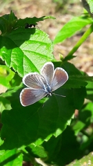 Hemiargus hanno