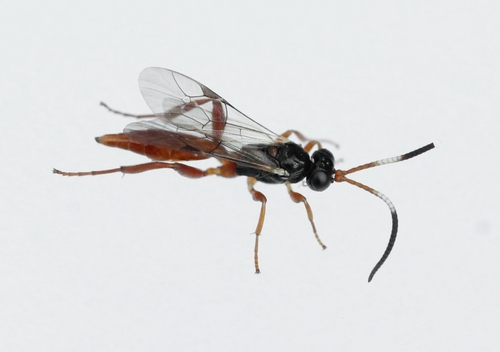 Genus Misetus · iNaturalist