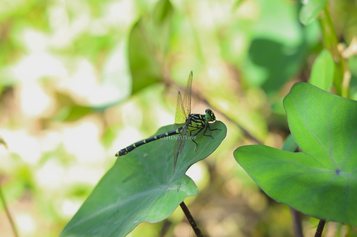 Burmagomphus sowerbyi