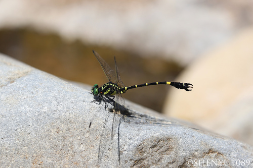 Chinese Hooktail