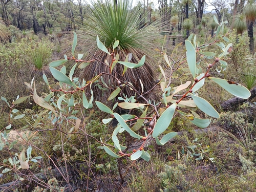 Image of Hakea cyclocarpa by (c) Leon Perrie, some rights reserved (CC BY)
