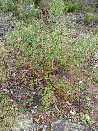 Image of Daviesia horrida by (c) Leon Perrie, some rights reserved (CC BY)