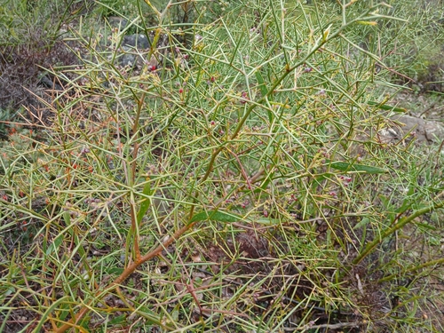 Image of Daviesia horrida by (c) Leon Perrie, some rights reserved (CC BY)