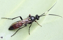 Probolus culpatorius