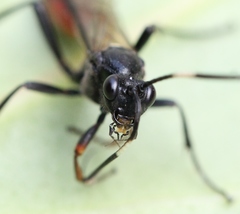 Probolus culpatorius