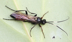 Probolus culpatorius