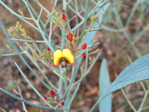 Image of Daviesia horrida by (c) Leon Perrie, some rights reserved (CC BY)