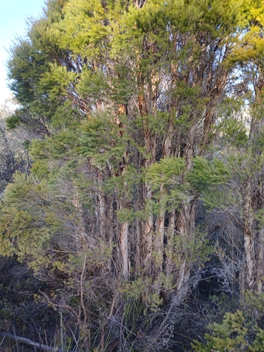 Image of Melaleuca preissiana by (c) Leon Perrie, some rights reserved (CC BY)