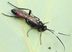 Probolus culpatorius