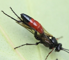 Probolus culpatorius