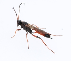 Pseudoplatylabus violentus