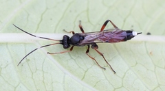Pseudoplatylabus violentus