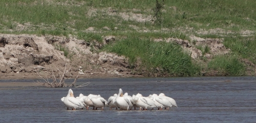 American White Pelican photographed in Nebraska