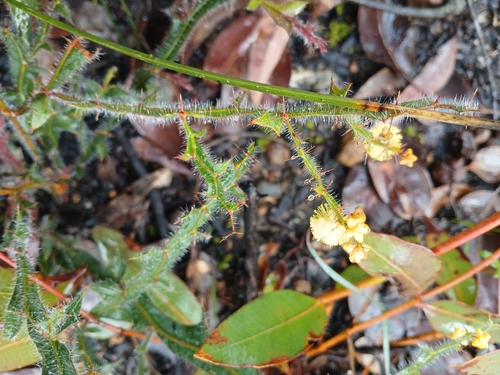 Image of Acacia alata by (c) Leon Perrie, some rights reserved (CC BY)