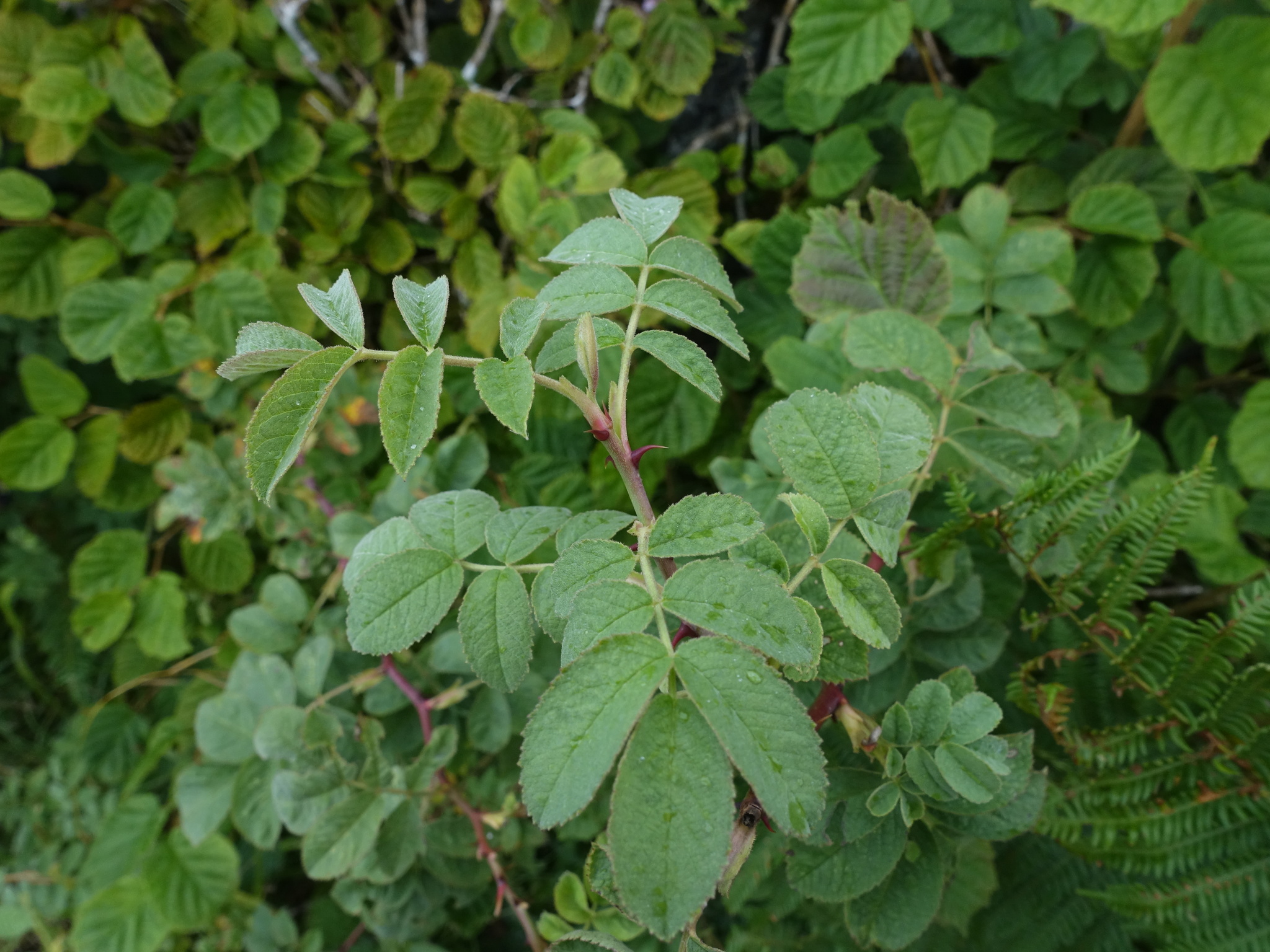 Imagem de Rosa silvestre