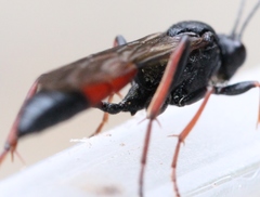 Stenichneumon culpator