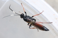 Stenichneumon culpator