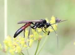 Stenichneumon culpator