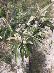 Eremanthus