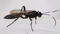 Stenichneumon culpator