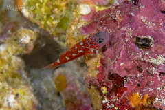 Naude's Dwarfgoby photo 4
