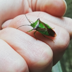 Acanthosoma haemorrhoidale