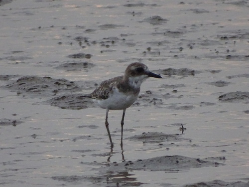 Greater Sand Plover (Anarhynchus leschenaultii), photo 9