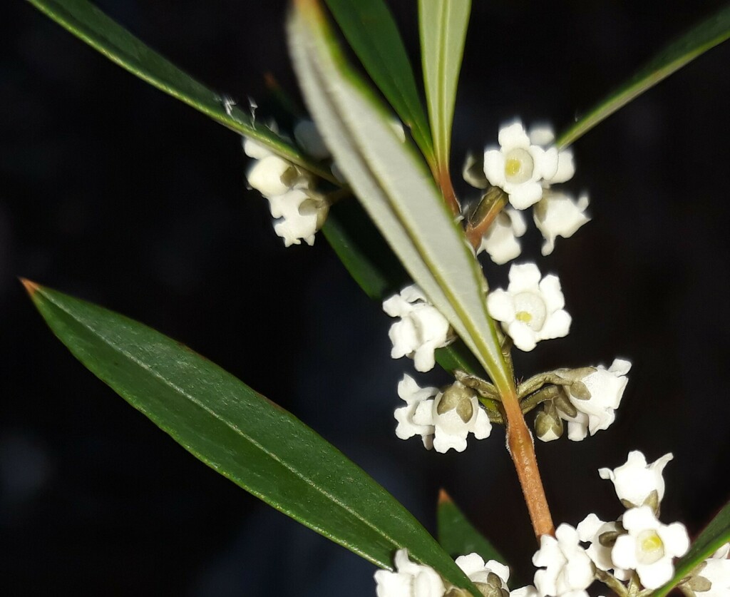 narrow-leaf logania